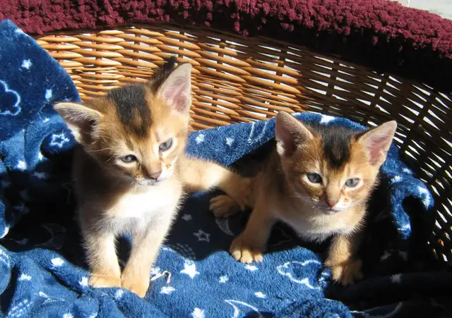 Magnifiques Chatons Abyssin - Photo 2