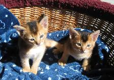 Magnifiques Chatons Abyssin - Photo 2