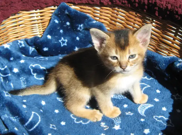 Magnifiques Chatons Abyssin - Photo 3