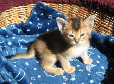 Magnifiques Chatons Abyssin - Photo 3