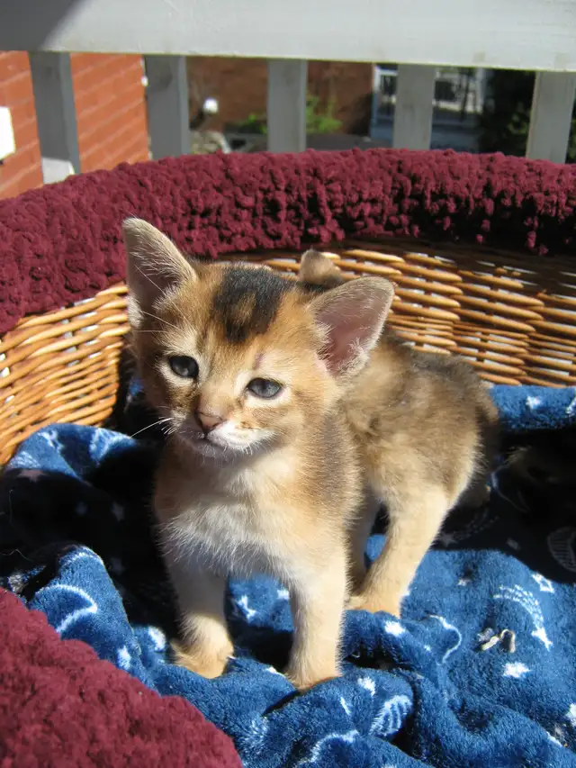 Magnifiques Chatons Abyssin - Photo 4