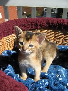 Magnifiques Chatons Abyssin - Photo 4