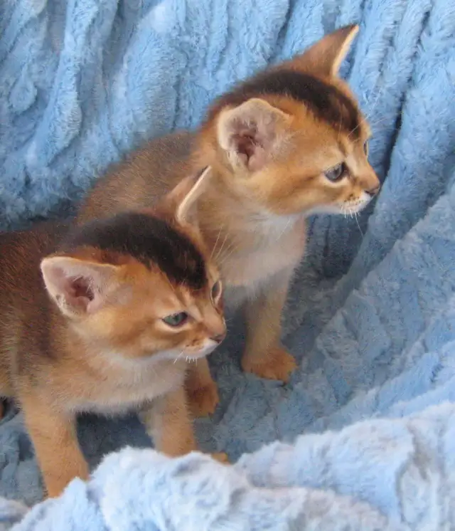 Magnifiques Chatons Abyssin - Photo 5