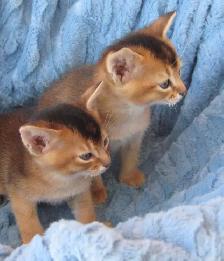Magnifiques Chatons Abyssin - Photo 5