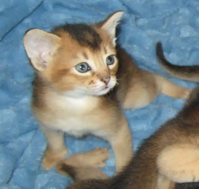 Magnifiques Chatons Abyssin - Photo 6