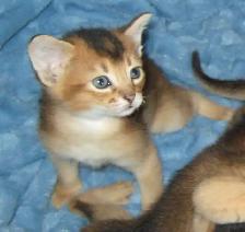 Magnifiques Chatons Abyssin - Photo 6