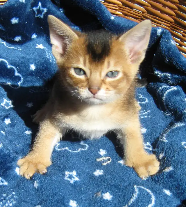 Magnifiques Chatons Abyssin - Photo 7