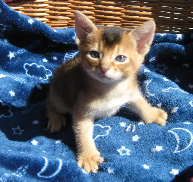 Magnifiques Chatons Abyssin - Photo 8