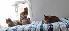 Magnifiques Chatons Abyssin - Photo 9