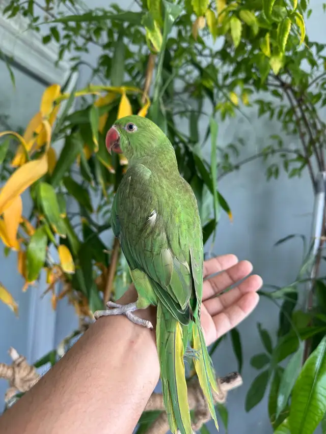 Indian ringneck babies (Green pied)