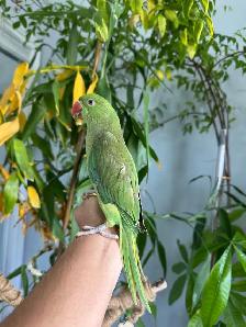 Indian ringneck babies (Green pied) - Photo 2