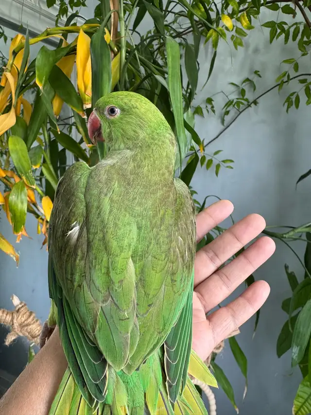 Indian ringneck babies (Green pied) - Photo 3