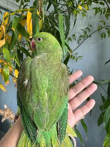 Indian ringneck babies (Green pied) - Photo 3