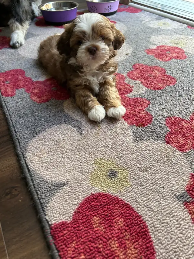 Pure bred Shih Tzu puppies