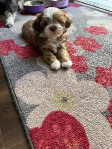 Pure bred Shih Tzu puppies