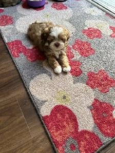 Pure bred Shih Tzu puppies - Photo 2