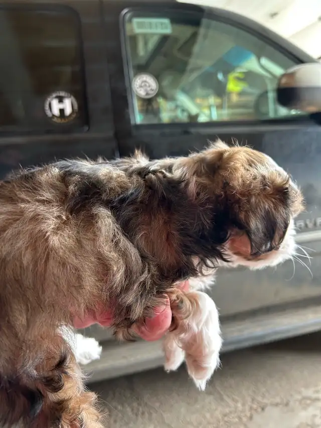 Pure bred Shih Tzu puppies - Photo 3