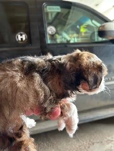 Pure bred Shih Tzu puppies - Photo 3