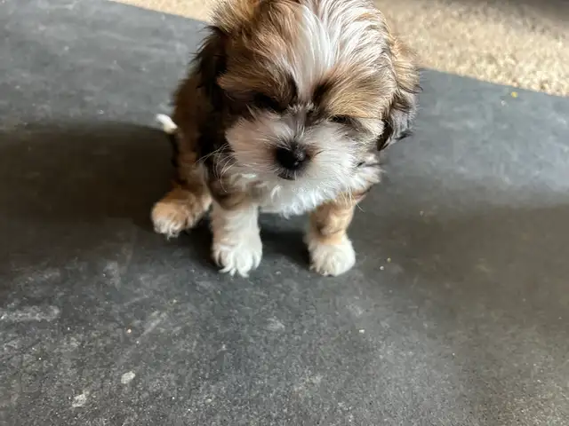 Pure bred Shih Tzu puppies - Photo 4