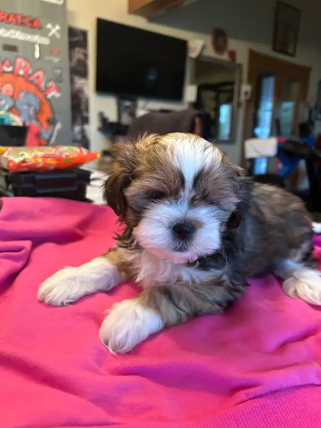 Pure bred Shih Tzu puppies - Photo 5