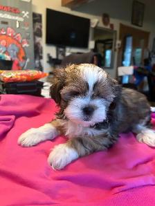 Pure bred Shih Tzu puppies - Photo 5