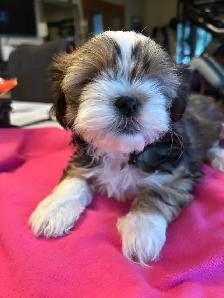 Pure bred Shih Tzu puppies - Photo 6