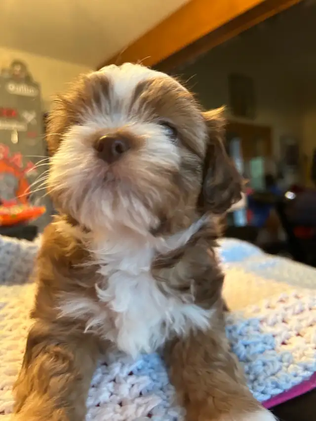 Pure bred Shih Tzu puppies - Photo 7
