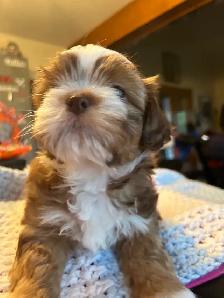 Pure bred Shih Tzu puppies - Photo 7