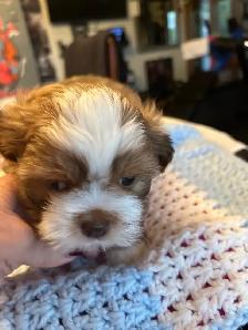 Pure bred Shih Tzu puppies - Photo 8
