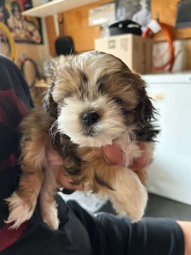 Pure bred Shih Tzu puppies - Photo 9