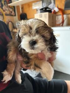 Pure bred Shih Tzu puppies - Photo 9