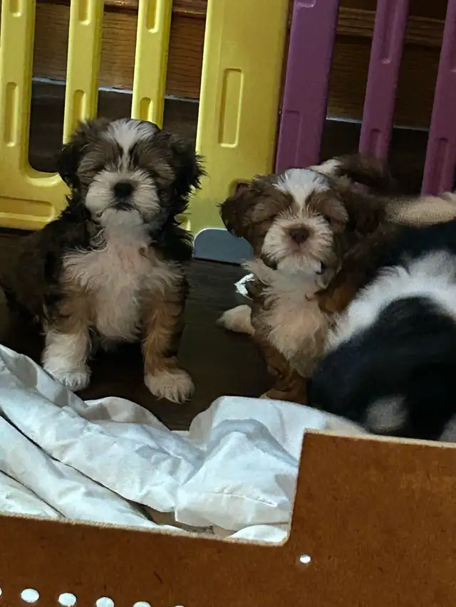 Pure bred Shih Tzu puppies - Photo 10