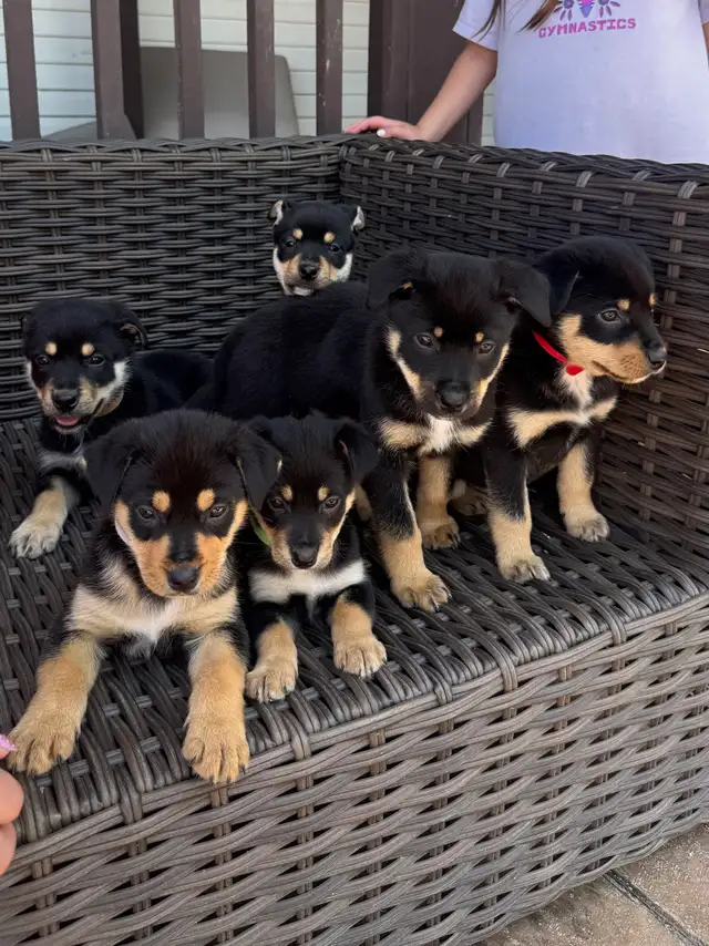 Rotti/ Husky Puppies