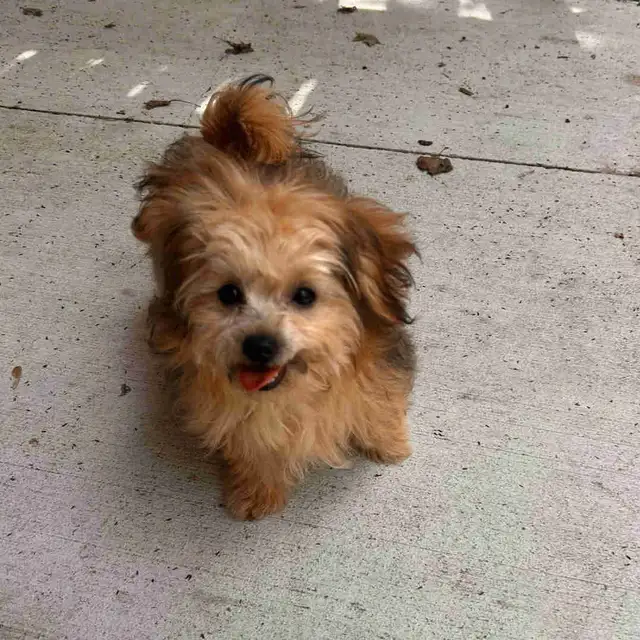Pomeranian/Yorkie puppy