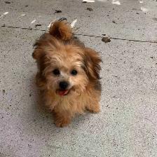 Pomeranian/Yorkie puppy