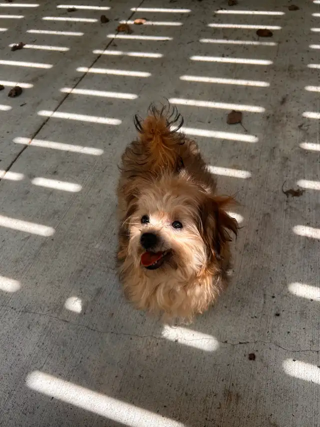Pomeranian/Yorkie puppy - Photo 2