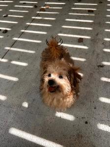 Pomeranian/Yorkie puppy - Photo 2