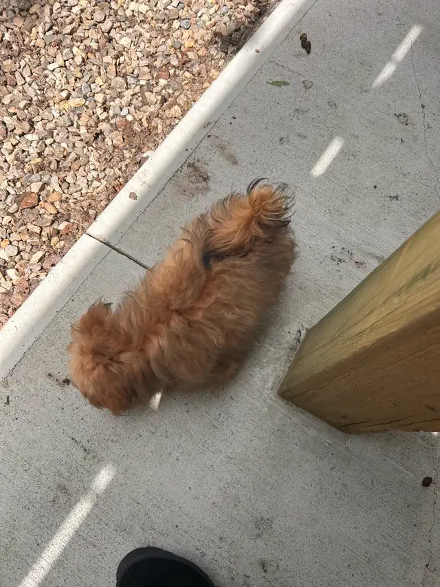 Pomeranian/Yorkie puppy - Photo 3