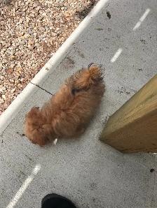 Pomeranian/Yorkie puppy - Photo 3