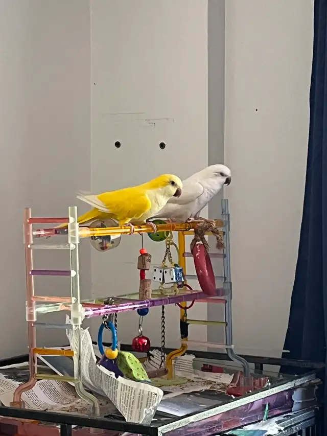 Bonjour, je vend mes oiseaux quaker