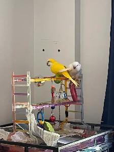 Bonjour, je vend mes oiseaux quaker - Photo 2