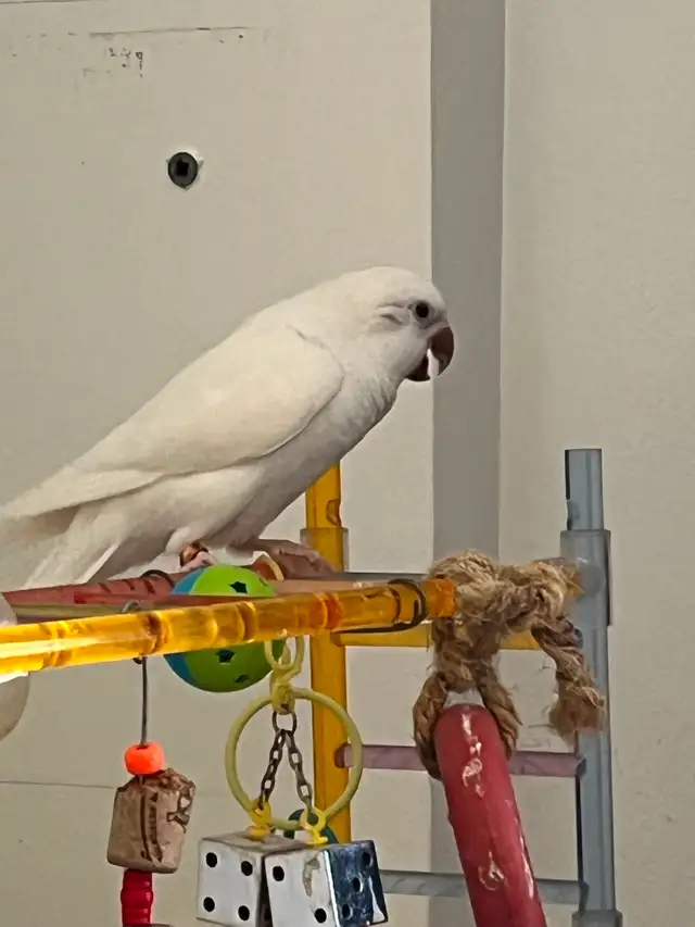 Bonjour, je vend mes oiseaux quaker - Photo 4