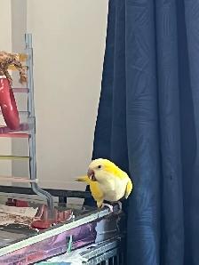 Bonjour, je vend mes oiseaux quaker - Photo 5