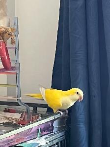 Bonjour, je vend mes oiseaux quaker - Photo 6