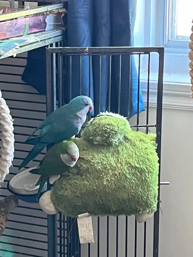 Bonjour, je vend mes oiseaux quaker - Photo 7