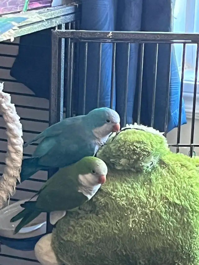 Bonjour, je vend mes oiseaux quaker - Photo 8
