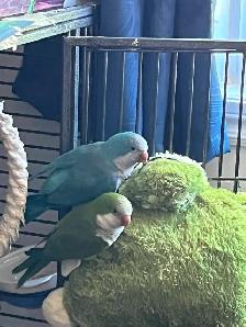 Bonjour, je vend mes oiseaux quaker - Photo 8