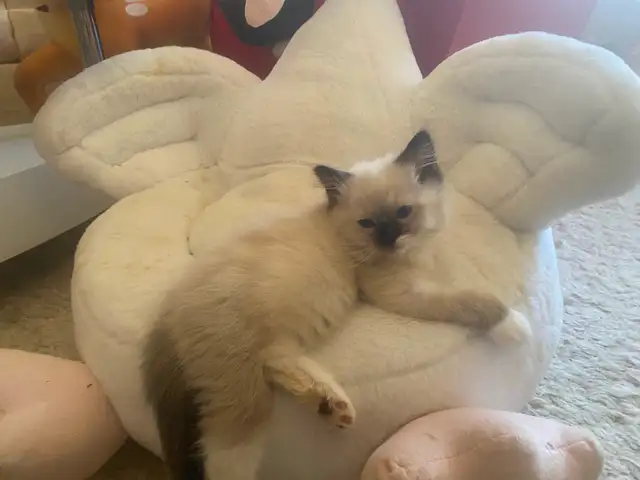 GORGEOUS BABY BICOLOR WHITEMITTED RAGDOLLS!! - Photo 4