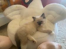 GORGEOUS BABY BICOLOR WHITEMITTED RAGDOLLS!! - Photo 4