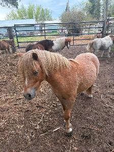 Miniature horses